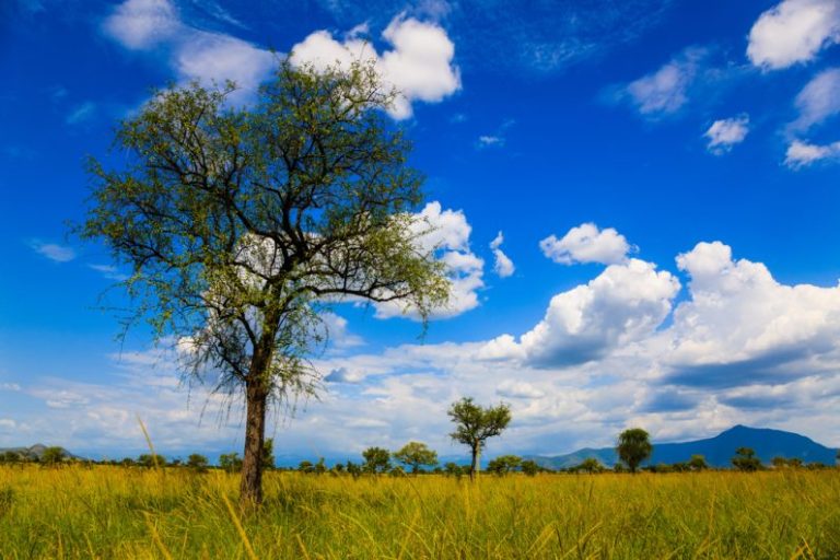 shutterstock_562432660-e1541674663376